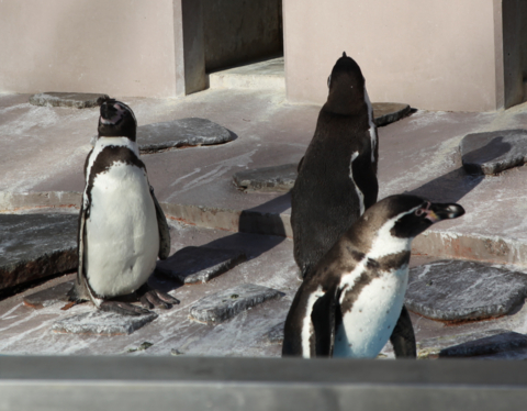 夢見ヶ崎動物公園