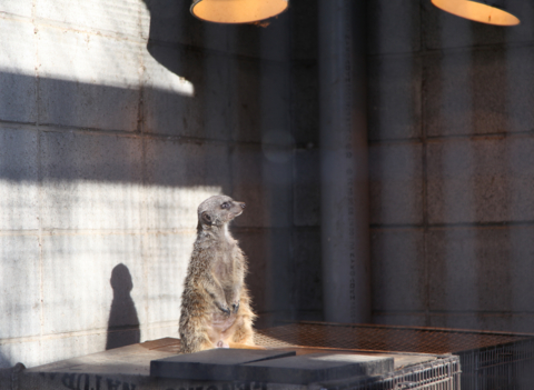 夢見ヶ崎動物公園