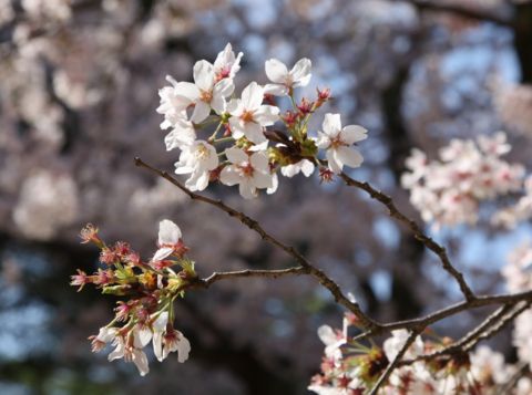 [金沢][兼六園]