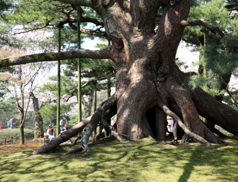 [金沢][兼六園]