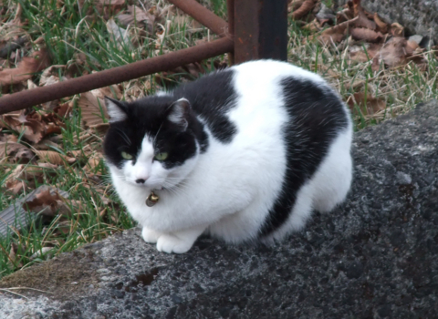 f:id:satox:20090419001216j:image f:id:satox:20090419001216j:image