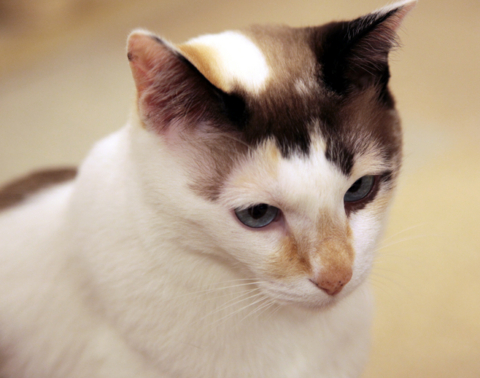 f:id:satox:20100306233328j:image f:id:satox:20100306233328j:image