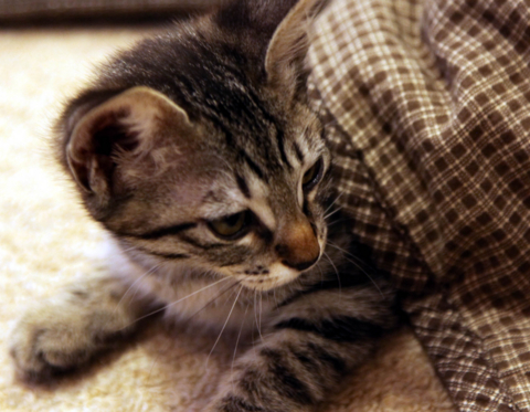 f:id:satox:20100313235719j:image f:id:satox:20100313235719j:image