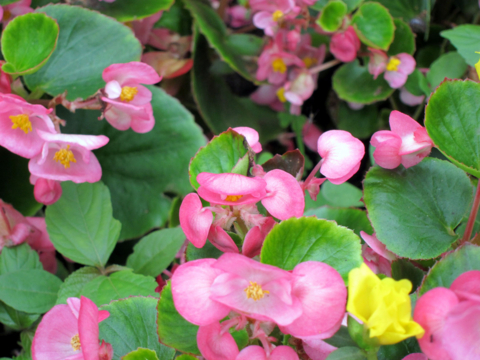 f:id:satox:20100704210017j:image f:id:satox:20100704210017j:image