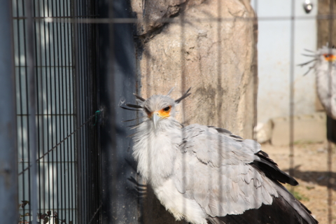 [東武動物公園][動物]