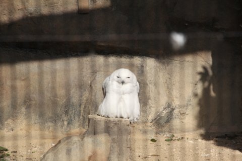 [東武動物公園][動物]