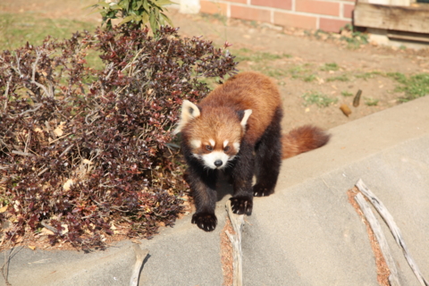 [東武動物公園][動物]