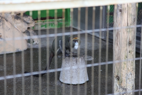 [東武動物公園][動物]