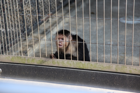 [東武動物公園][動物]