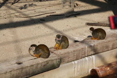 [東武動物公園][動物]