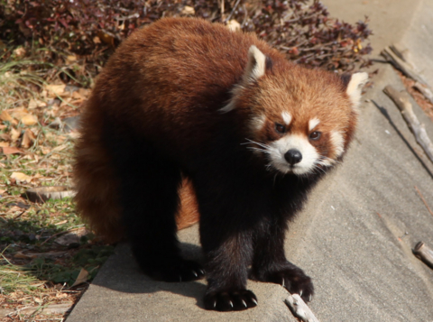 [東武動物公園][動物]