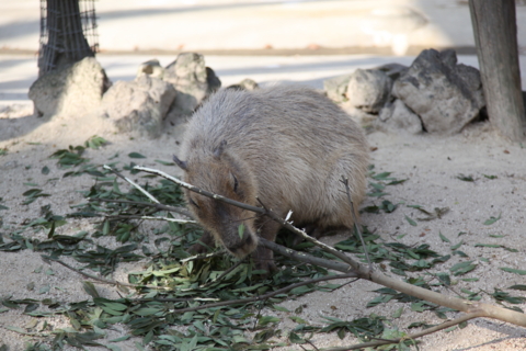 [東武動物公園][動物]