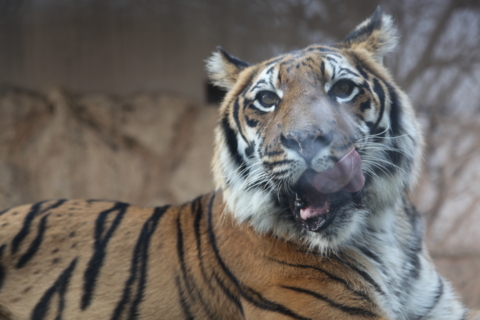 [東武動物公園][動物]