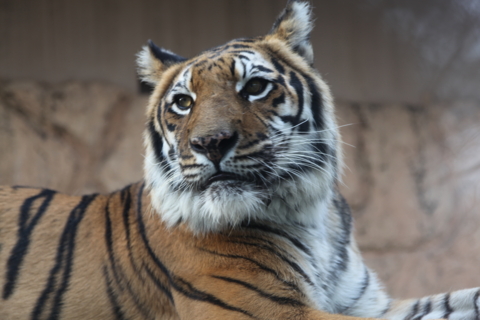 [東武動物公園][動物]