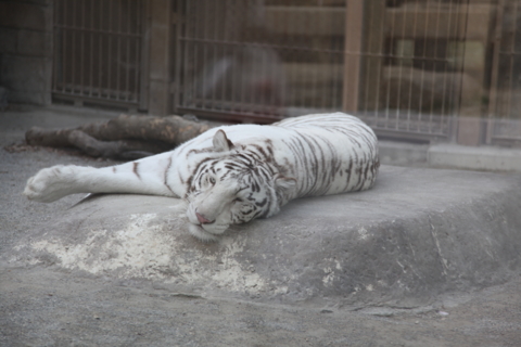f:id:satox:20110202222321j:image f:id:satox:20110202222321j:image