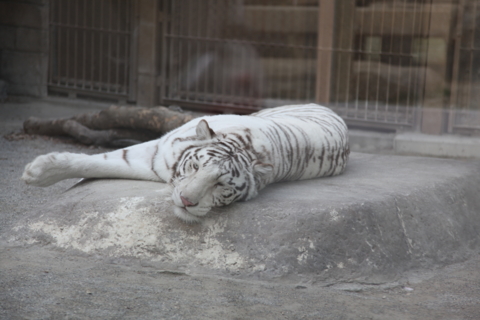 [東武動物公園][動物]