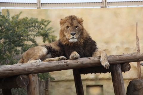 [東武動物公園][動物]