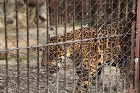 [東武動物公園][動物]