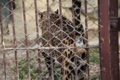 [東武動物公園][動物]