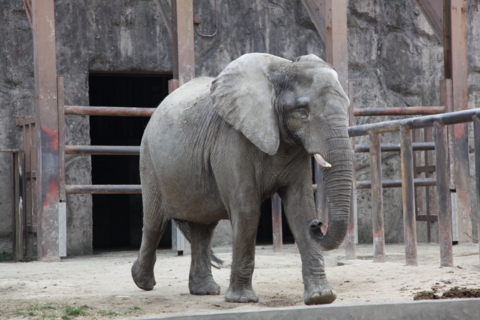 [東武動物公園][動物]