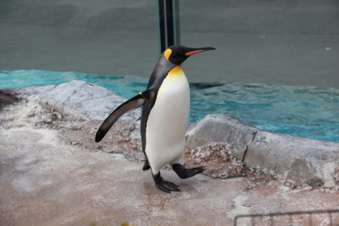 [東武動物公園][動物]