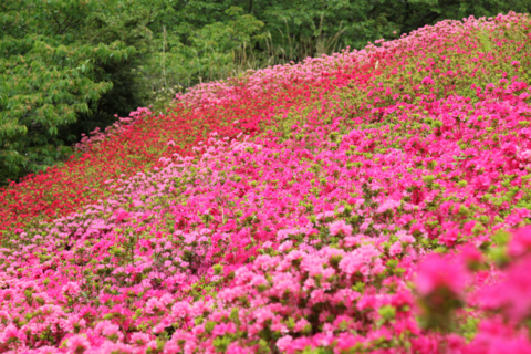 [熱海][姫の沢公園]