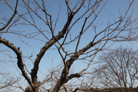f:id:satox:20120423235503j:image f:id:satox:20120423235503j:image