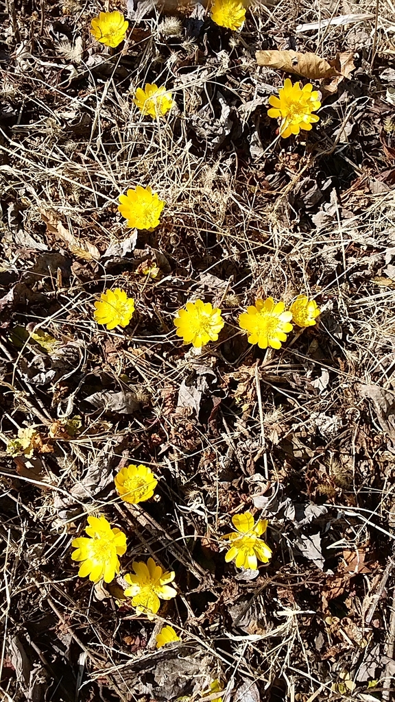 f:id:satoyamanekokun:20190217135422j:plain