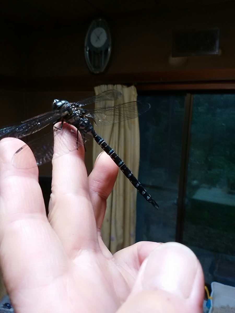 f:id:satoyamanekokun:20210429171717j:plain