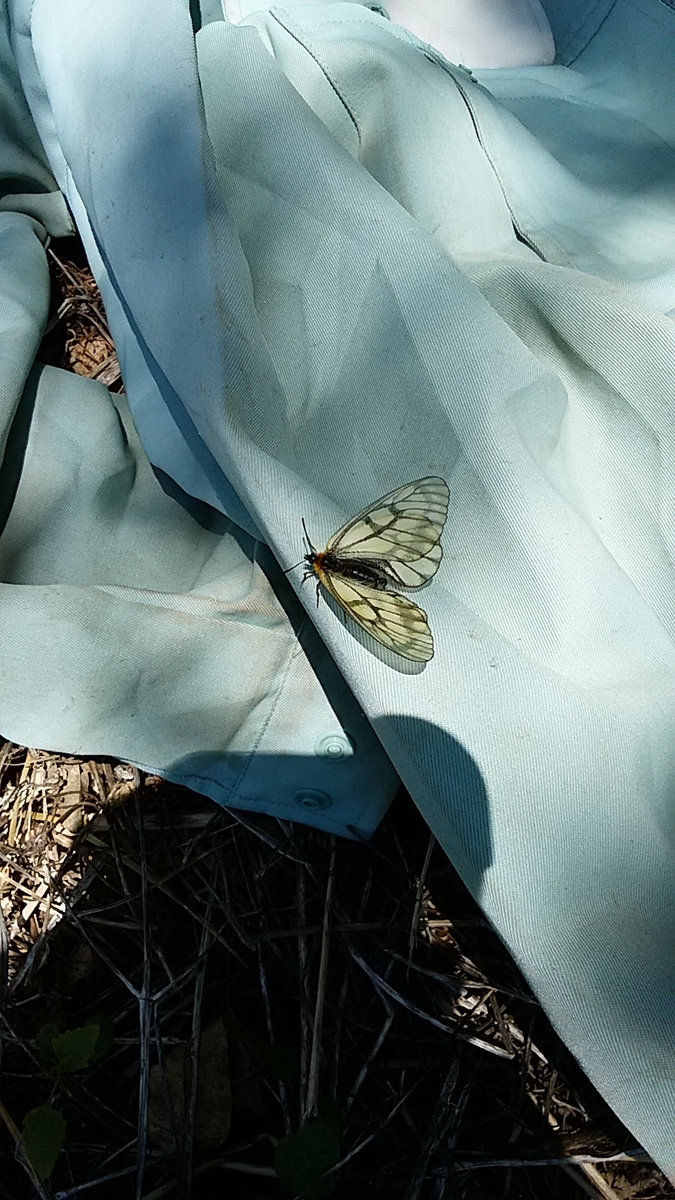 f:id:satoyamanekokun:20210429171853j:plain