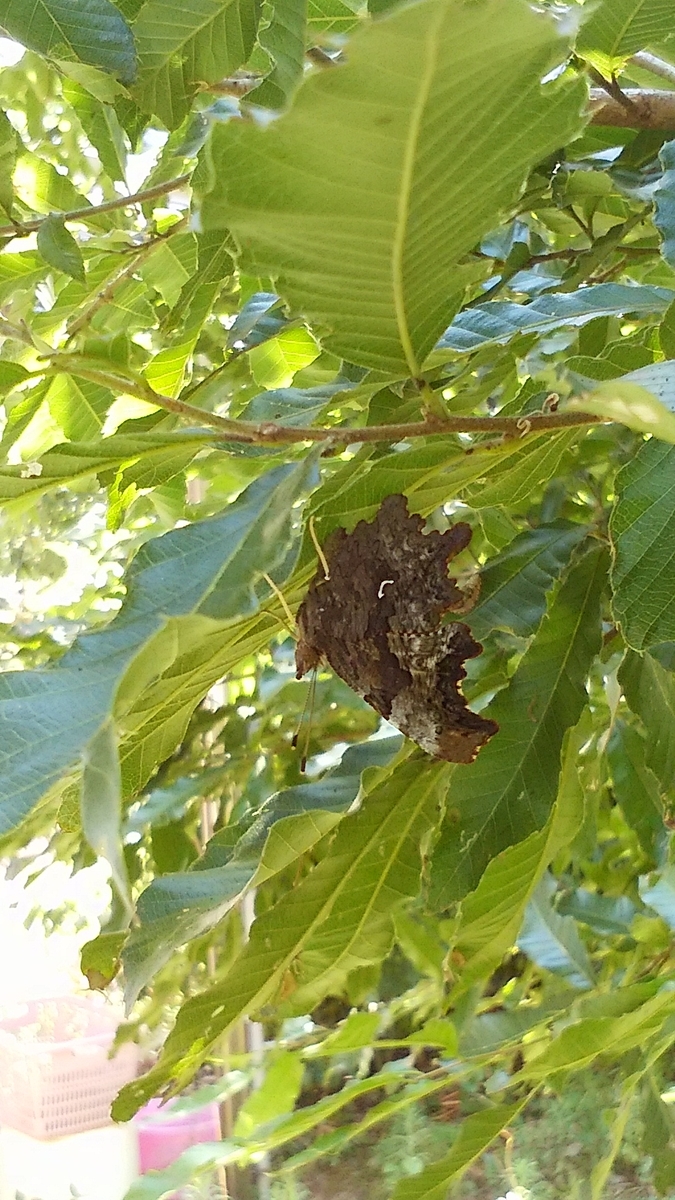 f:id:satoyamanekokun:20210429171919j:plain