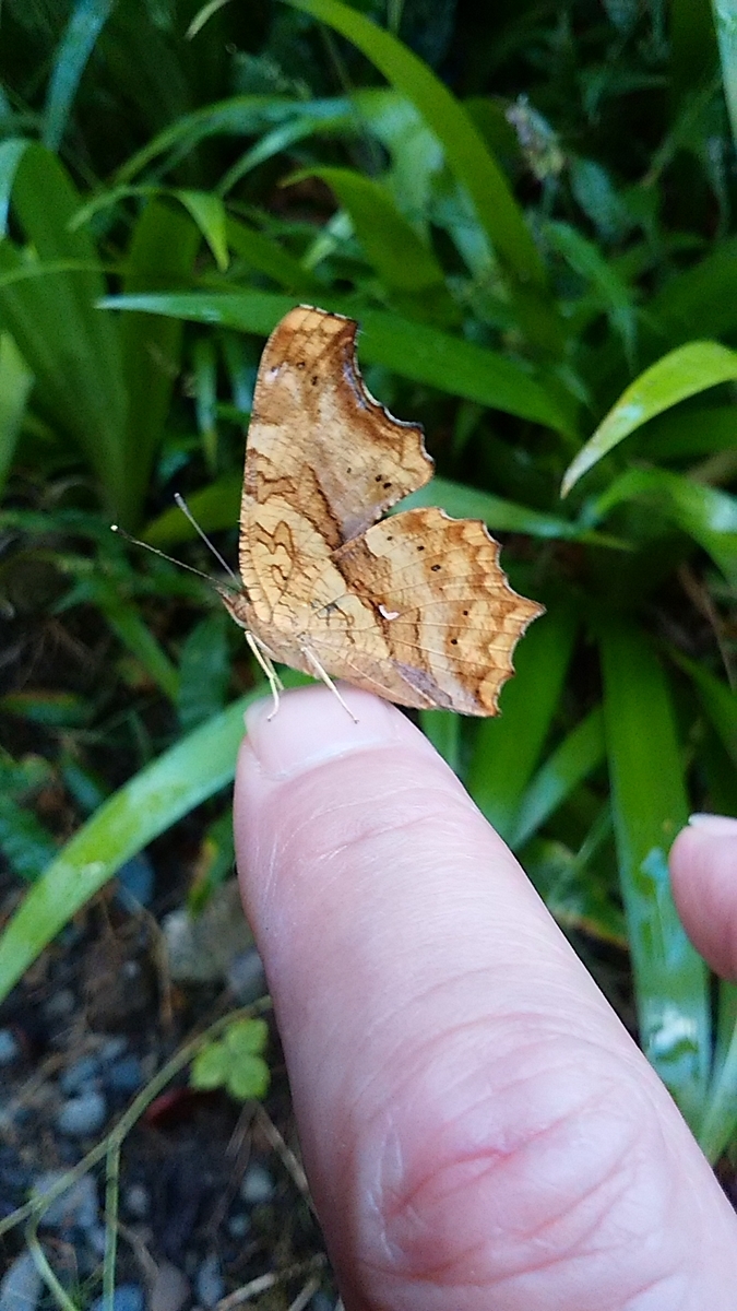 f:id:satoyamanekokun:20210429171943j:plain