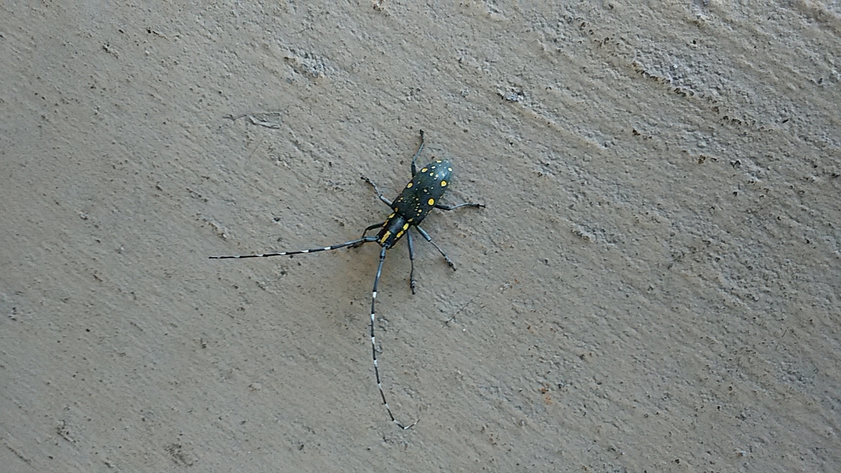 f:id:satoyamanekokun:20210429172341j:plain