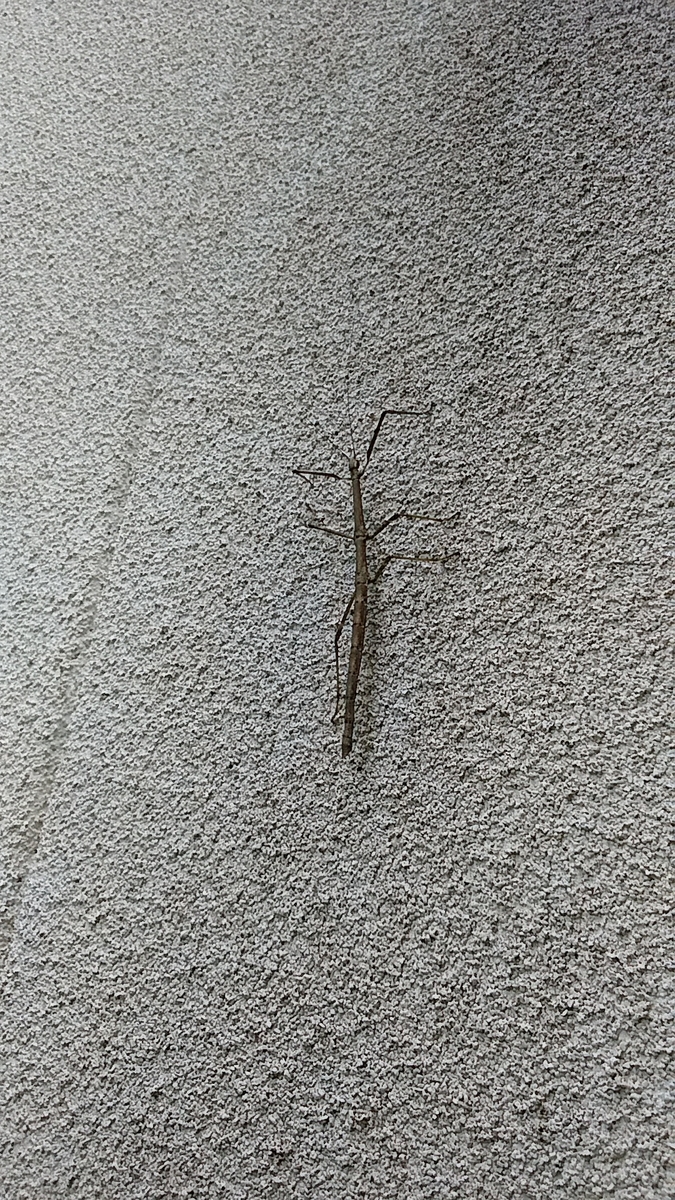 f:id:satoyamanekokun:20210429172409j:plain