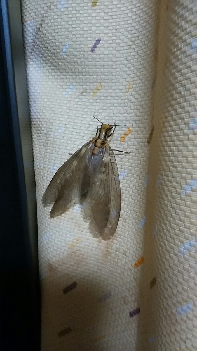 f:id:satoyamanekokun:20210429172657j:plain