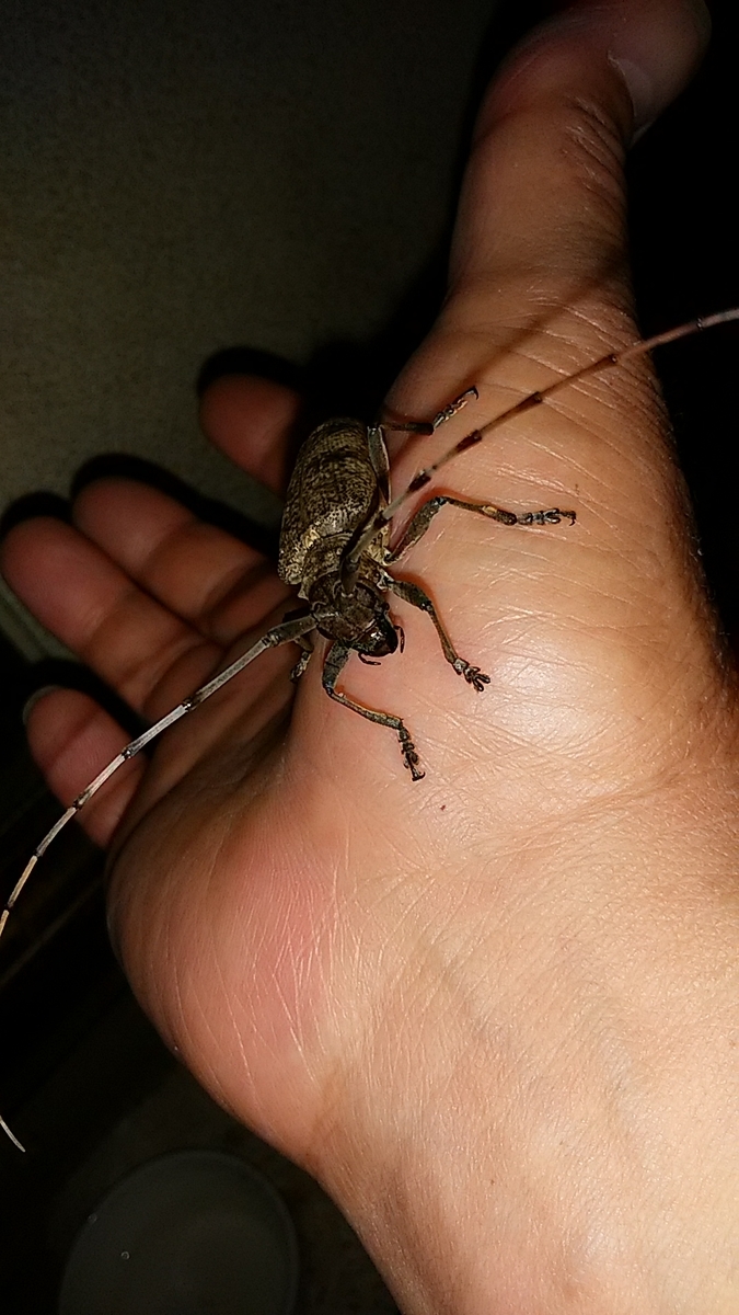 f:id:satoyamanekokun:20210430075355j:plain