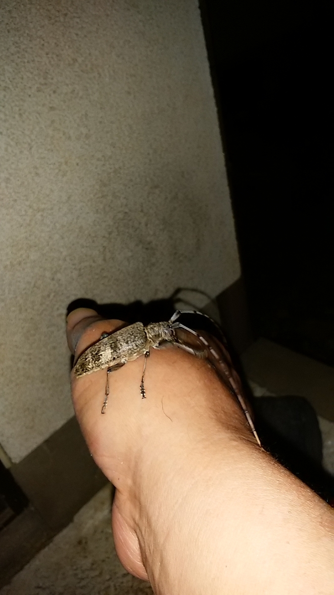 f:id:satoyamanekokun:20210430075420j:plain