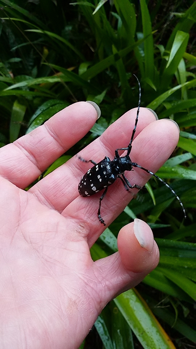 f:id:satoyamanekokun:20210430075452j:plain