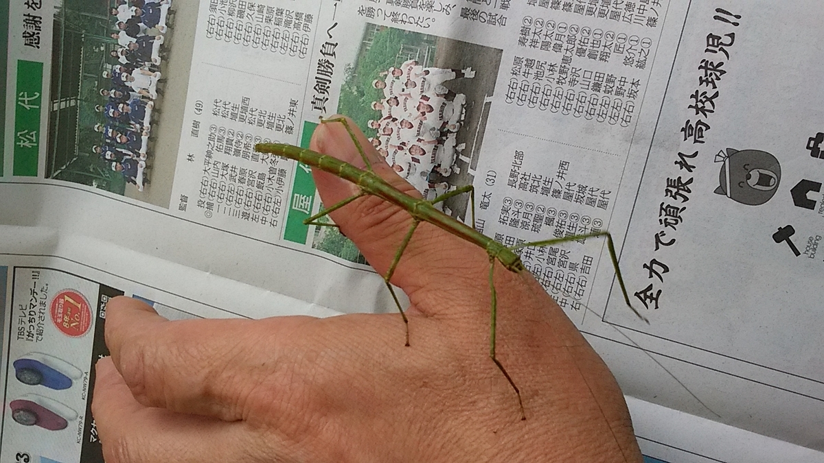 f:id:satoyamanekokun:20210502124453j:plain