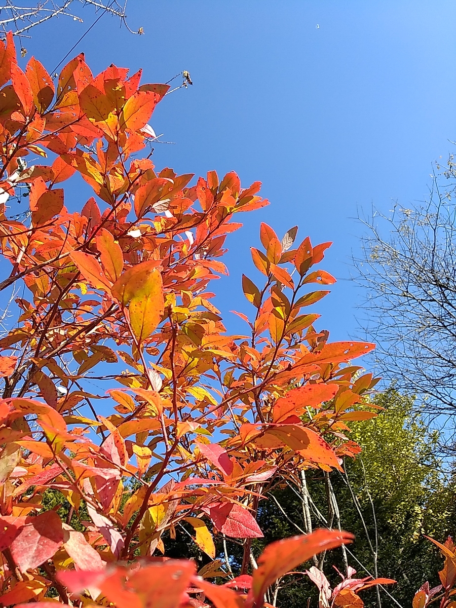 f:id:satoyamanekokun:20211108105259j:plain