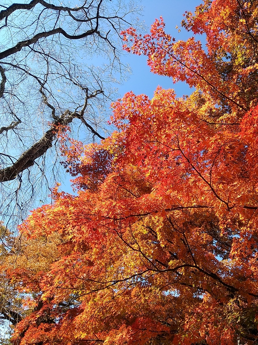 f:id:satoyamanekokun:20211108111556j:plain