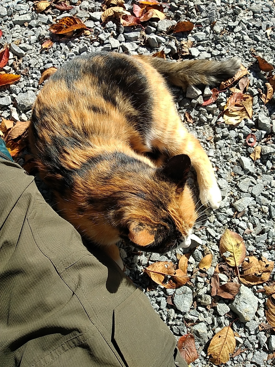 f:id:satoyamanekokun:20211108111829j:plain