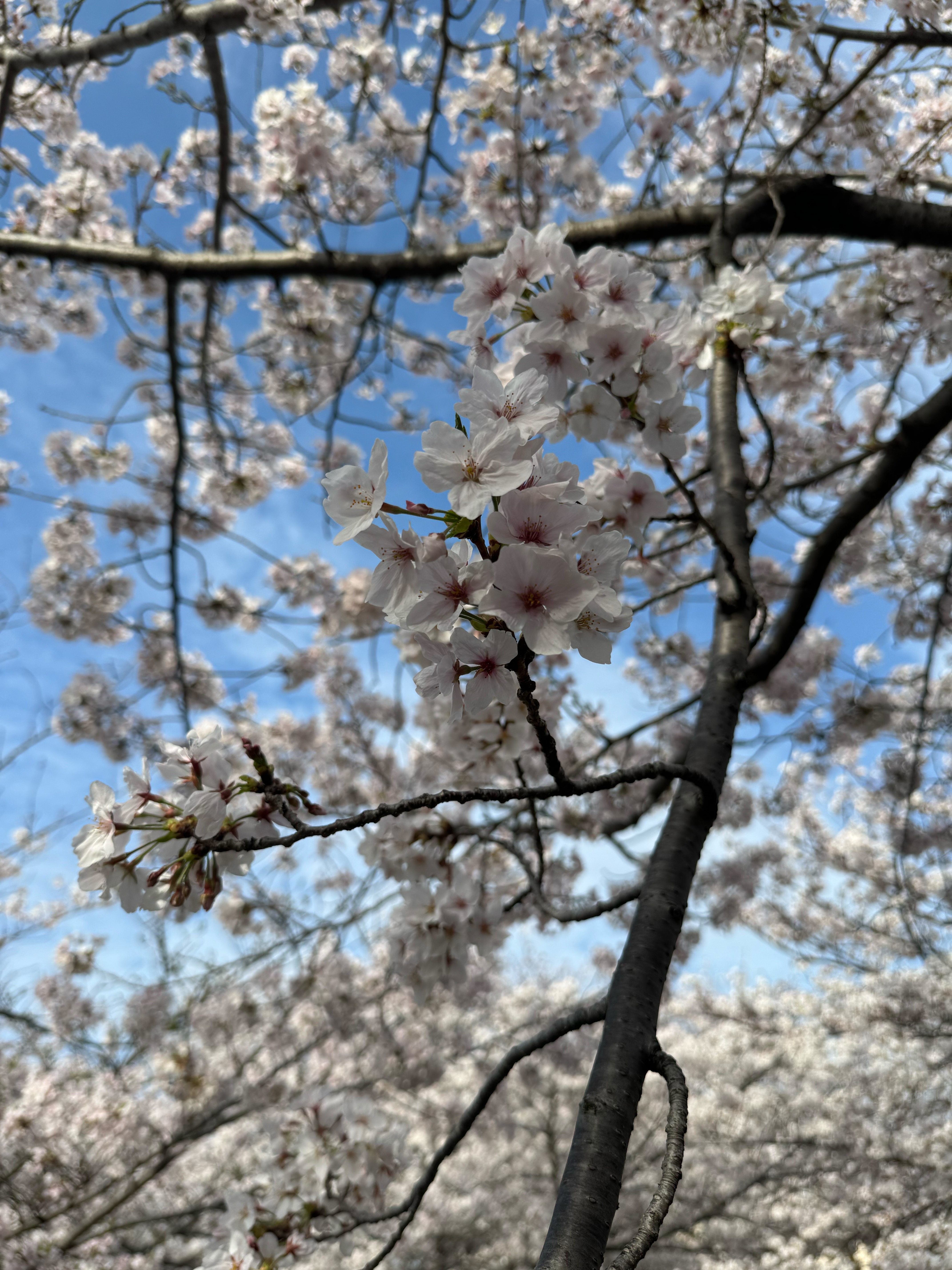 f:id:satoyoshi31044:20240408224928j:image