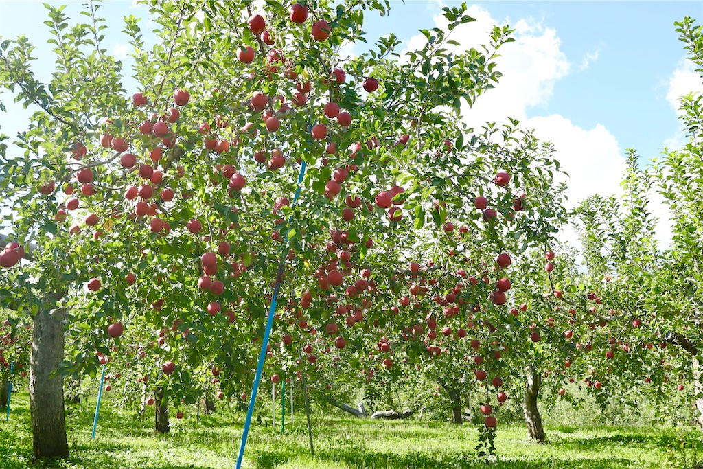 f:id:satoyu323:20230930223724j:image