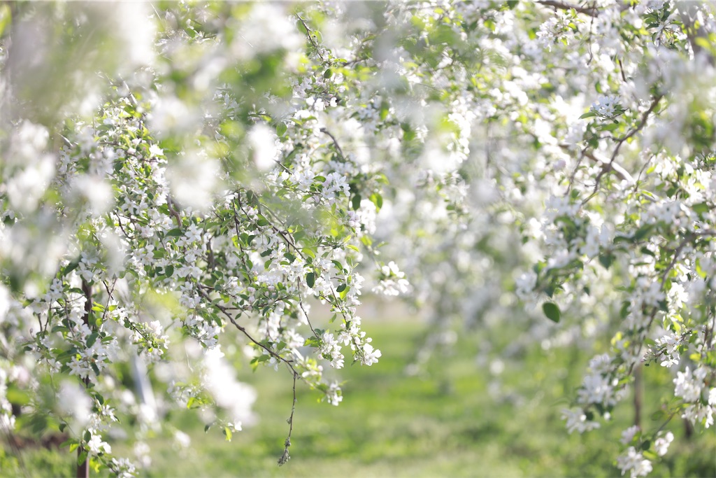 f:id:satoyu323:20240517174159j:image f:id:satoyu323:20240517174159j:image