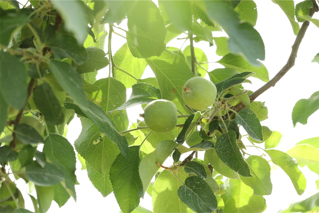 f:id:satoyu323:20240708173529j:image f:id:satoyu323:20240708173529j:image