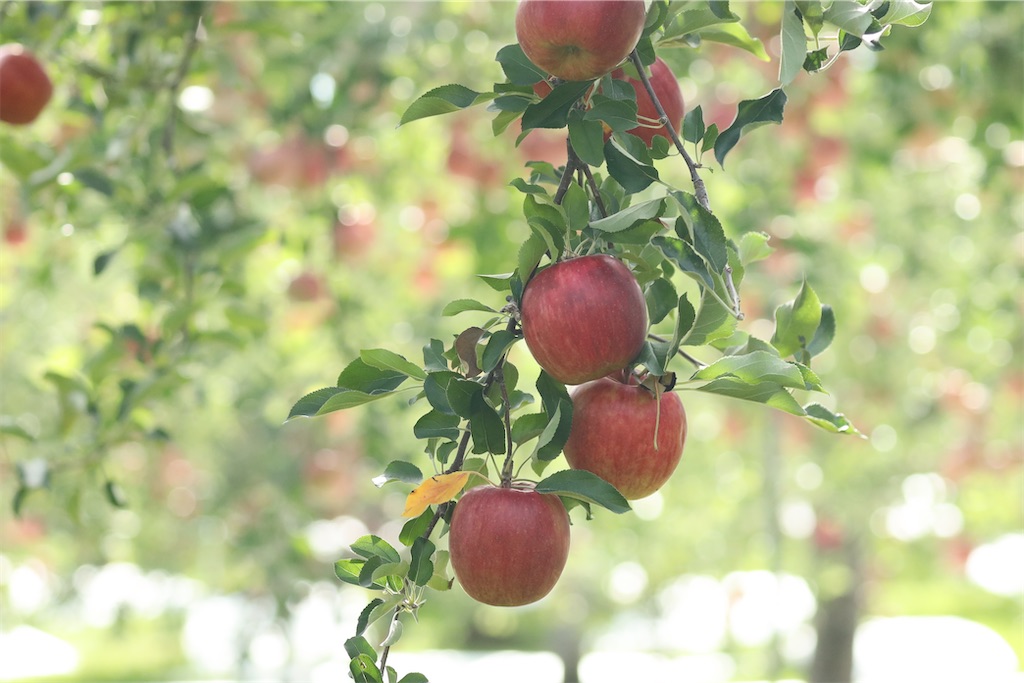 f:id:satoyu323:20240918095844j:image f:id:satoyu323:20240918095844j:image