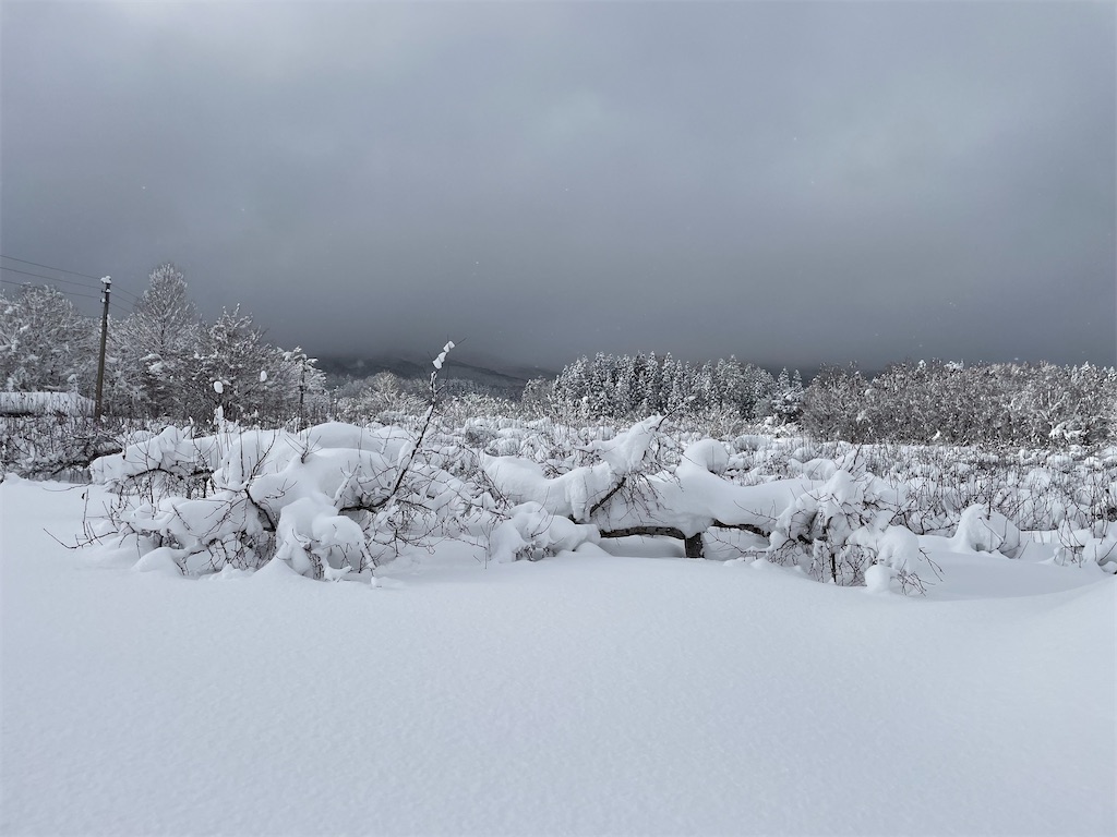 f:id:satoyu323:20250106093121j:image f:id:satoyu323:20250106093121j:image