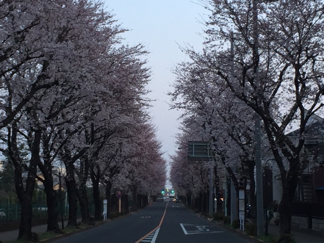 f:id:satsuka1:20150330113614j:plain f:id:satsuka1:20150330113614j:plain