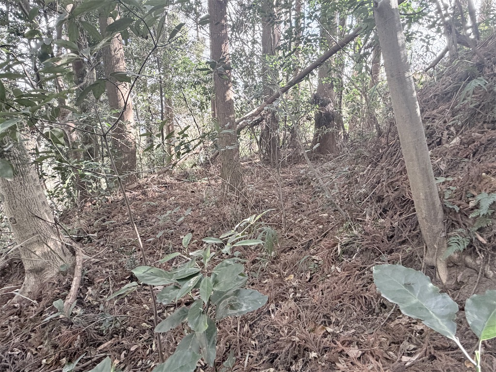 f:id:satsumanekonosuke:20260118182812j:image f:id:satsumanekonosuke:20260118182812j:image
